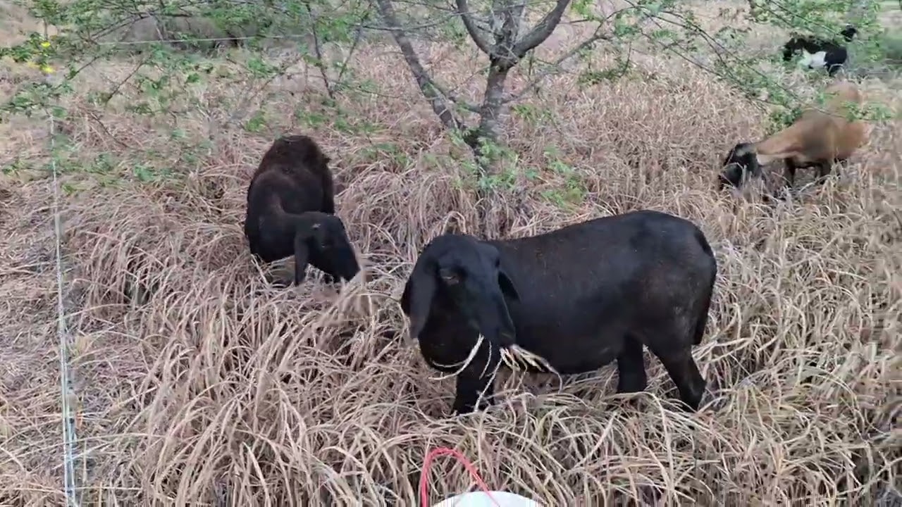 Ovinos a pasto no semiárido. Primeiros desafios para manter a dieta diversificada.