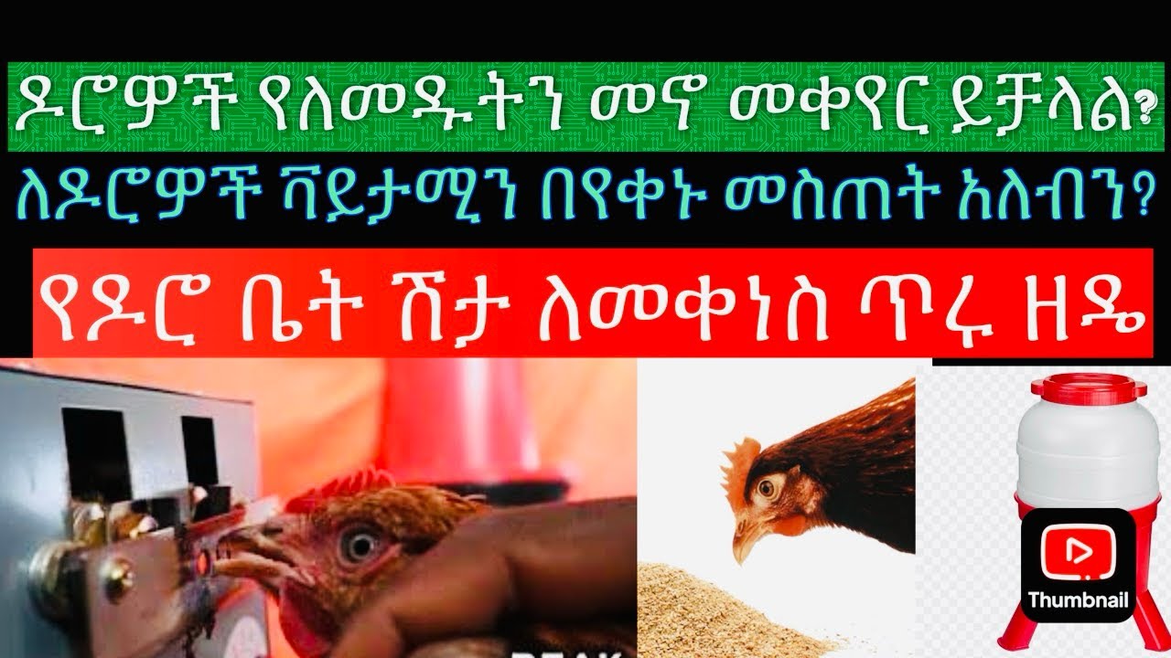 ዶሮዎች የለመዱትን መኖ መቀየር ይቻላል?ዶሮዎች በስንት ቀን ውስጥ ቫይታሚን ማግኘት አለባቸው? ሙሉ መረጃ