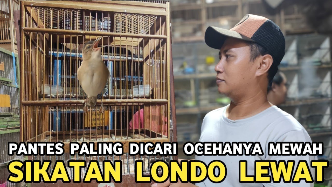 MEWAH || PANTES PALING DICARI BAHAN CUMA 90 RIBUAN GACORANYA BISA SAMPAI DI JUTAAN WAMBI LEWAT