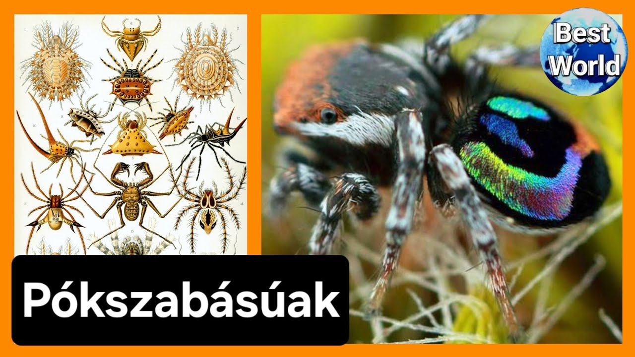 Pókszabásúak rendszerezése és bemutatása