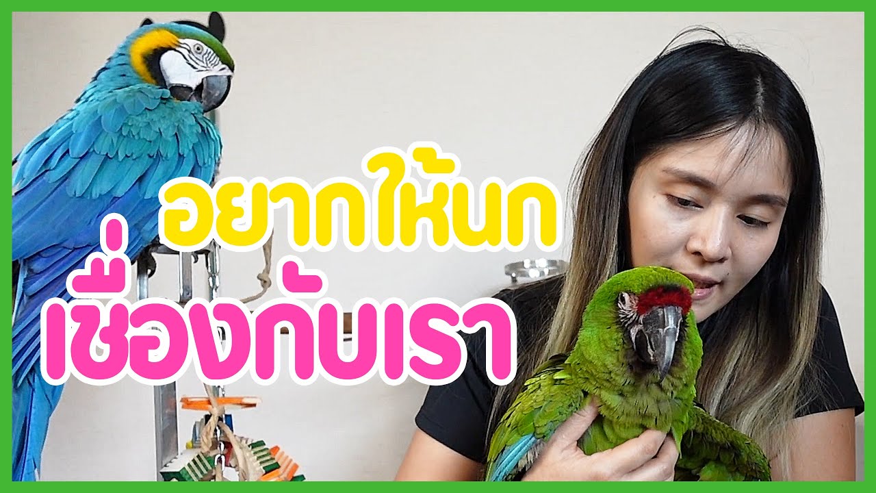 เอาความลับมาบอก ข้อเดียวที่ทำให้นกทั้งโลกเชื่องกับเรา