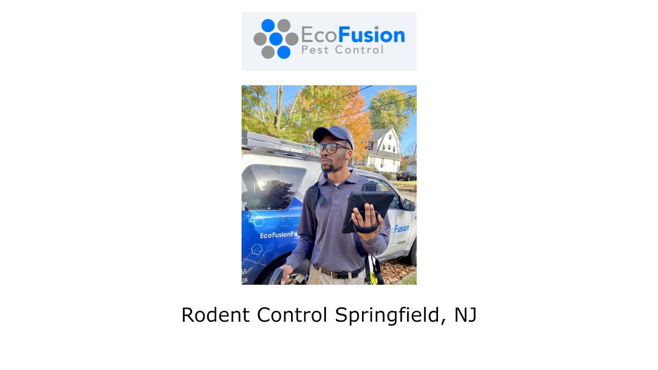 Rodent Control Springfield, NJ - EcoFusion Pest Control