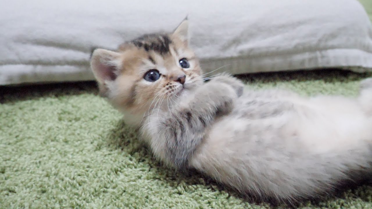 I found a bored kitten Kiki, so I played a prank