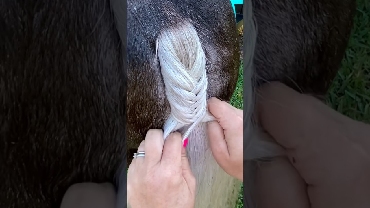 How to FISHTAIL BRAID a Horse Tail (longer tutorial on channel) #horsebraid#fishtailbraid#minihorse
