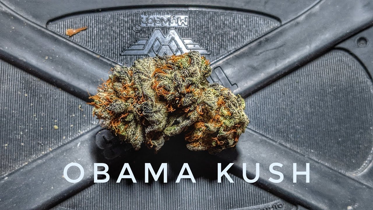 Medical Cannabis Review - Obama Kush