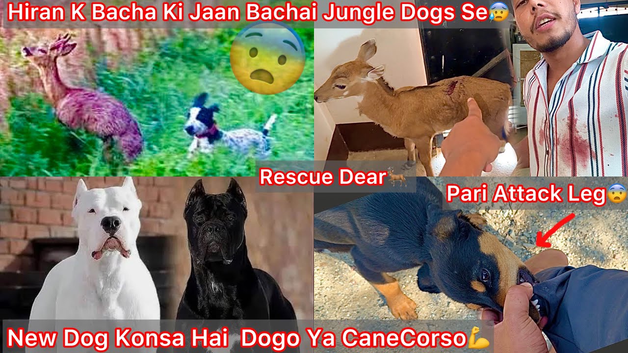Farm K Liya Konse New Dog Aayga CaneCorso ya DogoArgentino🐶|| Hiran Ki Jaan Bachai Jungle Dogs Se😨🦌 
