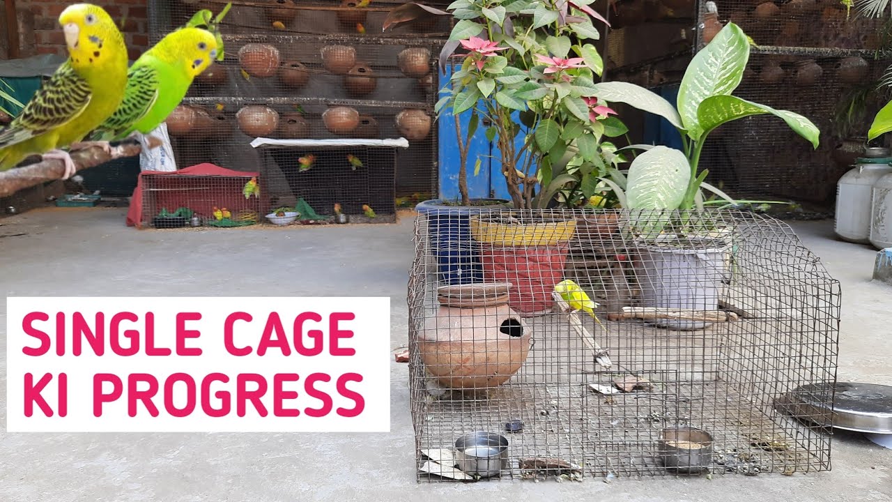 Budgies single cage progress | Australian parrots | सिंगल केज प्रोग्रेस