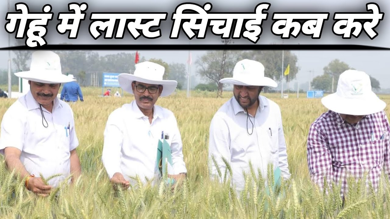 wheat last irrigation stages।गेहूं में आखरी पानी देने का सही समय व तरीका जानें।#wheat #irrigation।