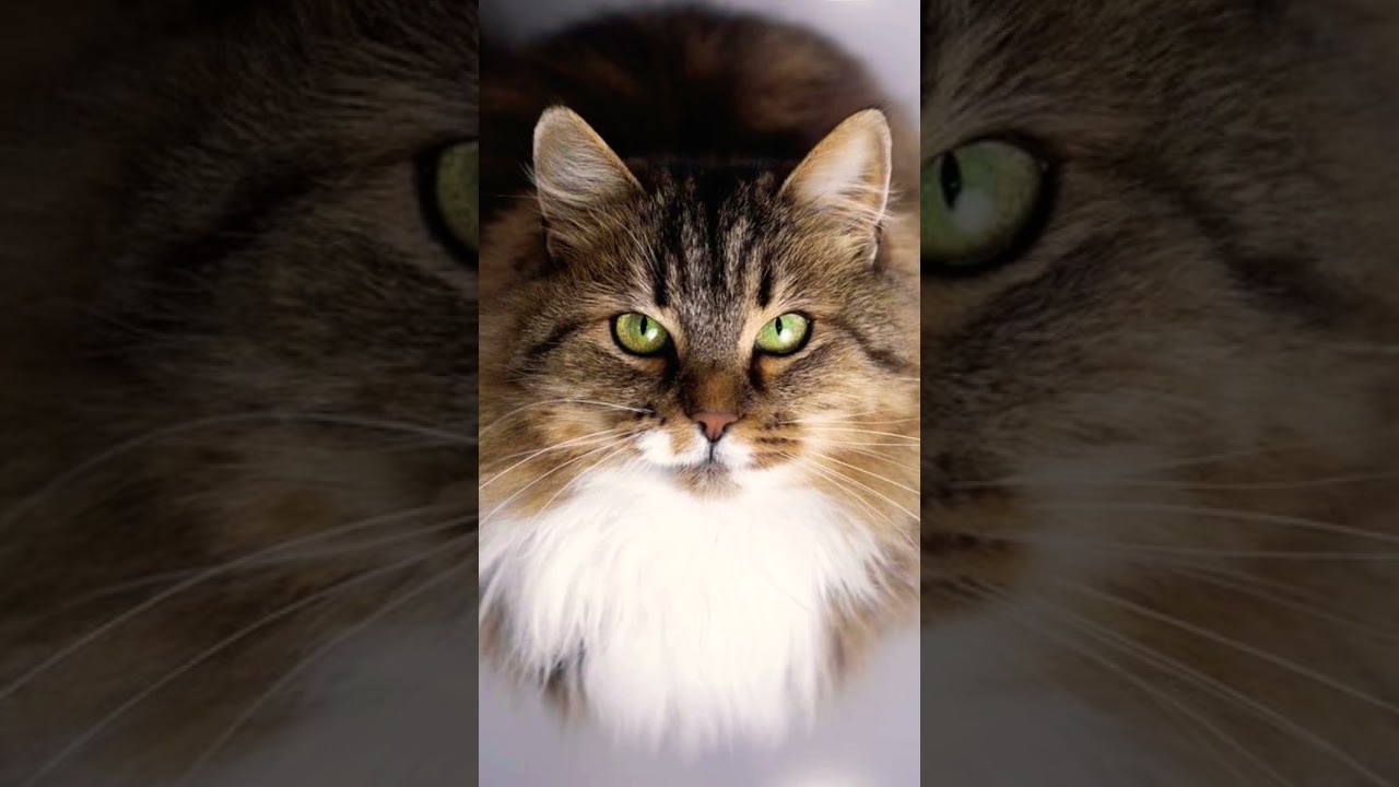 #cat