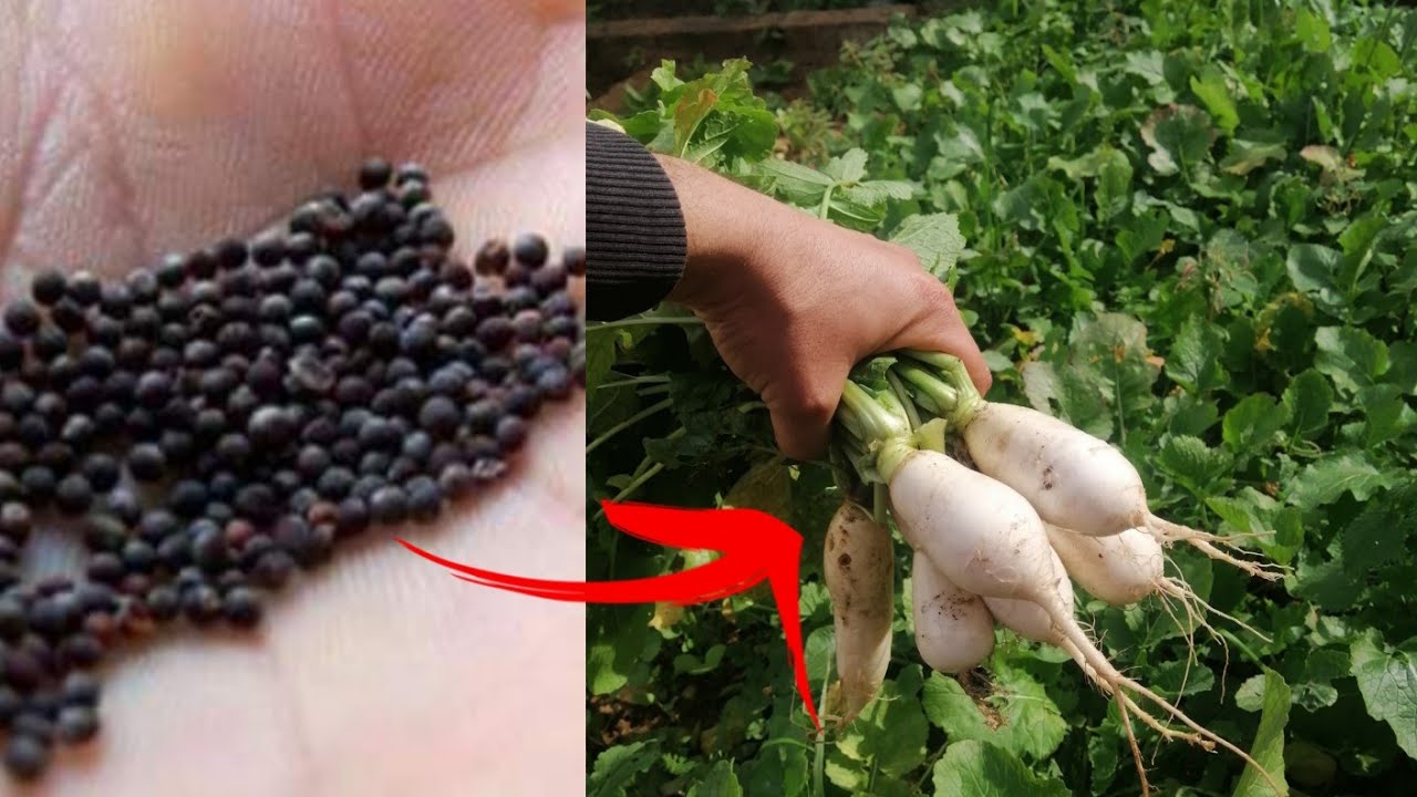 زراعة اللفت في  خطوة بخطوة