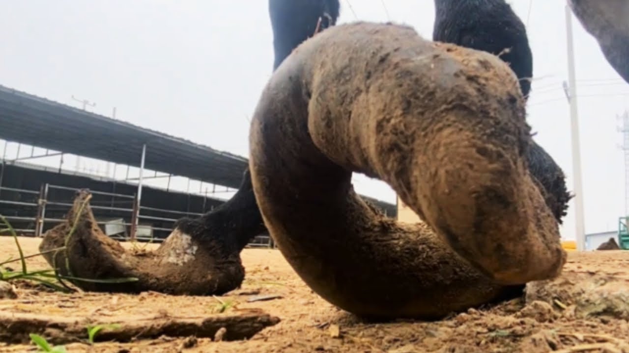 Crazy Donkey Hooves! They Haven't Been Trimmed For 8 Years, And Their Hooves Are Heavy And Tortured!