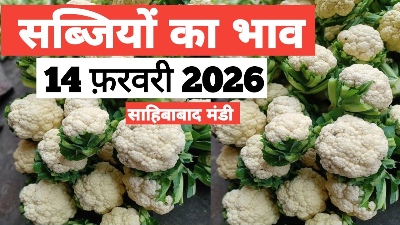 14 February 20261 🥬🫑 🥦 सब्जियों का भाव साहिबाबाद मंडी | today vegitables rates #mandirates 