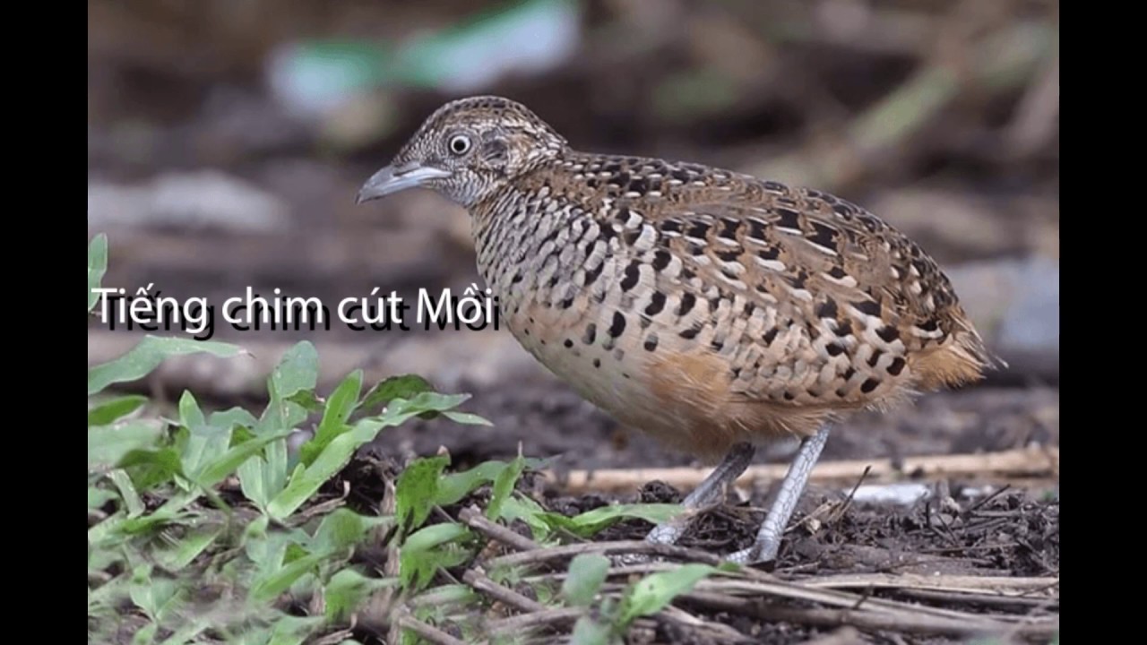Tiếng chim c&uacute;t mồi 2020