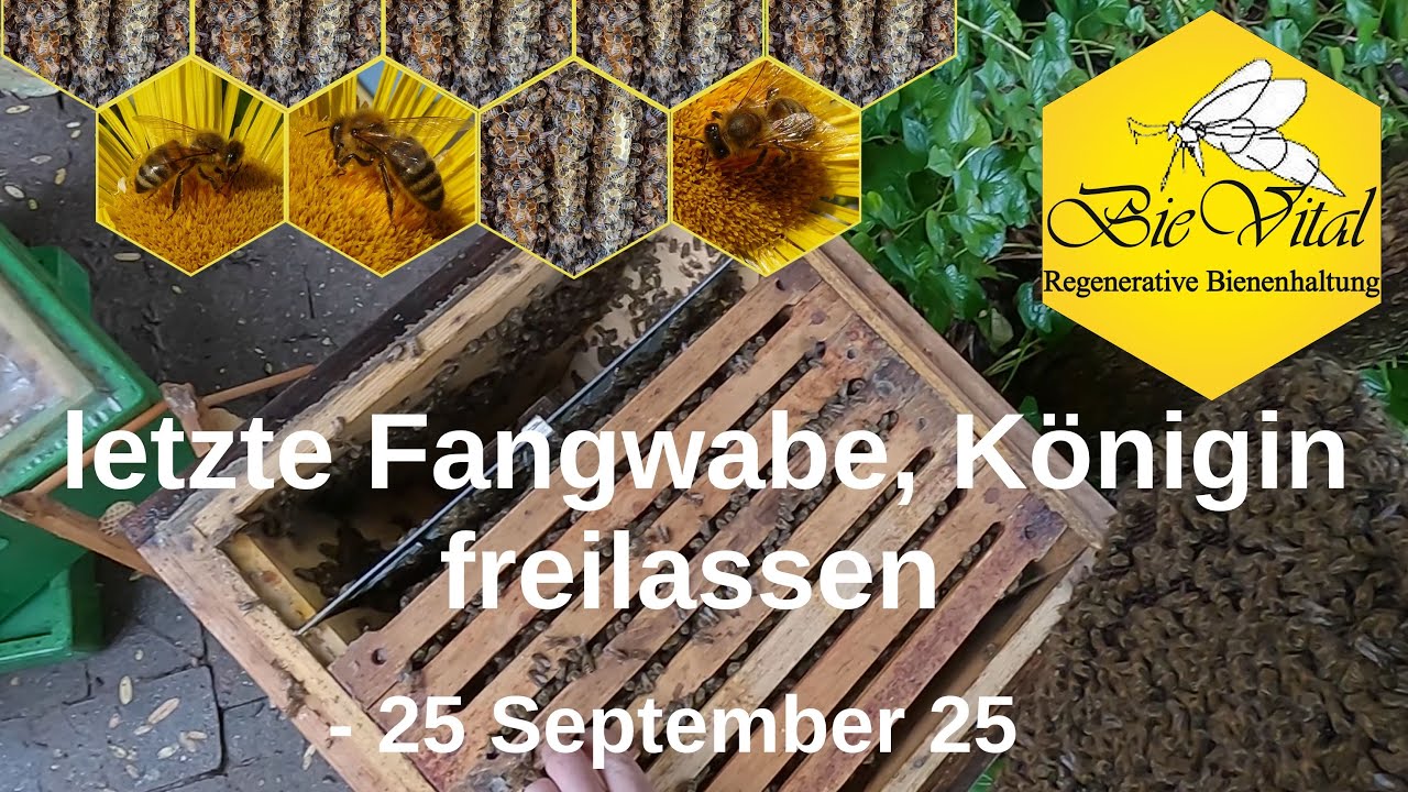 letzte Fangwabe, K&ouml;nigin freilassen - 25 September 25