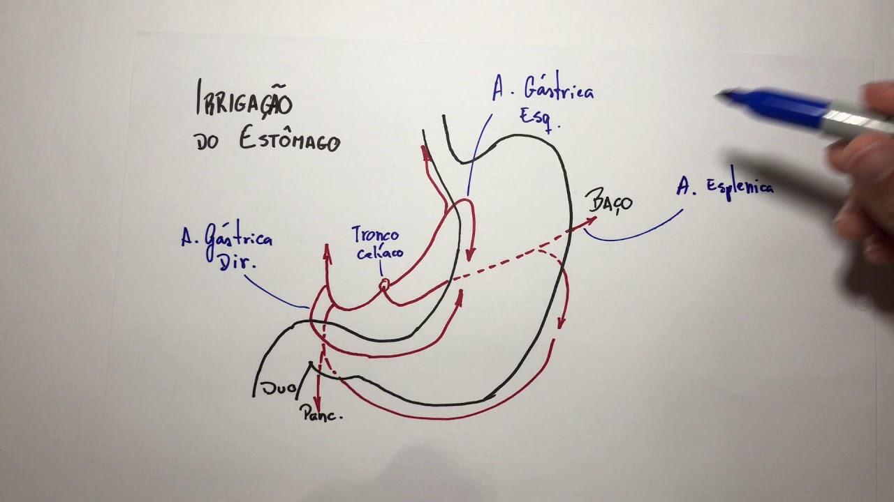 Estômago Irrigação - Anatomia em 3 min