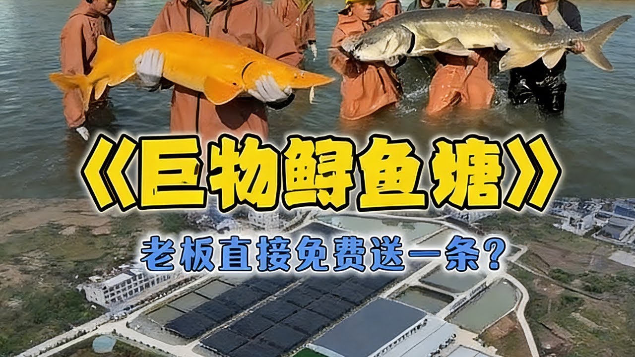 免費盤下一口鱘魚塘，裡面的魚竟然這麼大？#戶外 #魚塘 #抓魚 #甲魚 #fishing