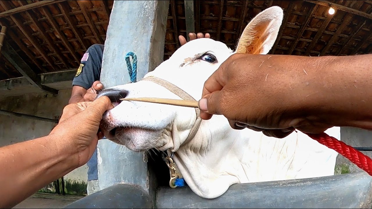 ANEH TAPI NYATA !! BEGINI REAKSI GAPLO PAS DI KELUH