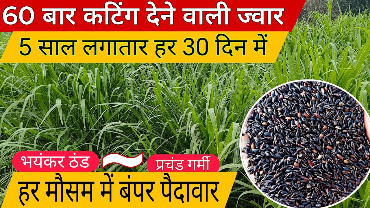 60 बार कटाई देने वाला शानदार हरा चारा 🌿🐃//jowar ki buwai/ buvayi kaise kare// best chari for winter