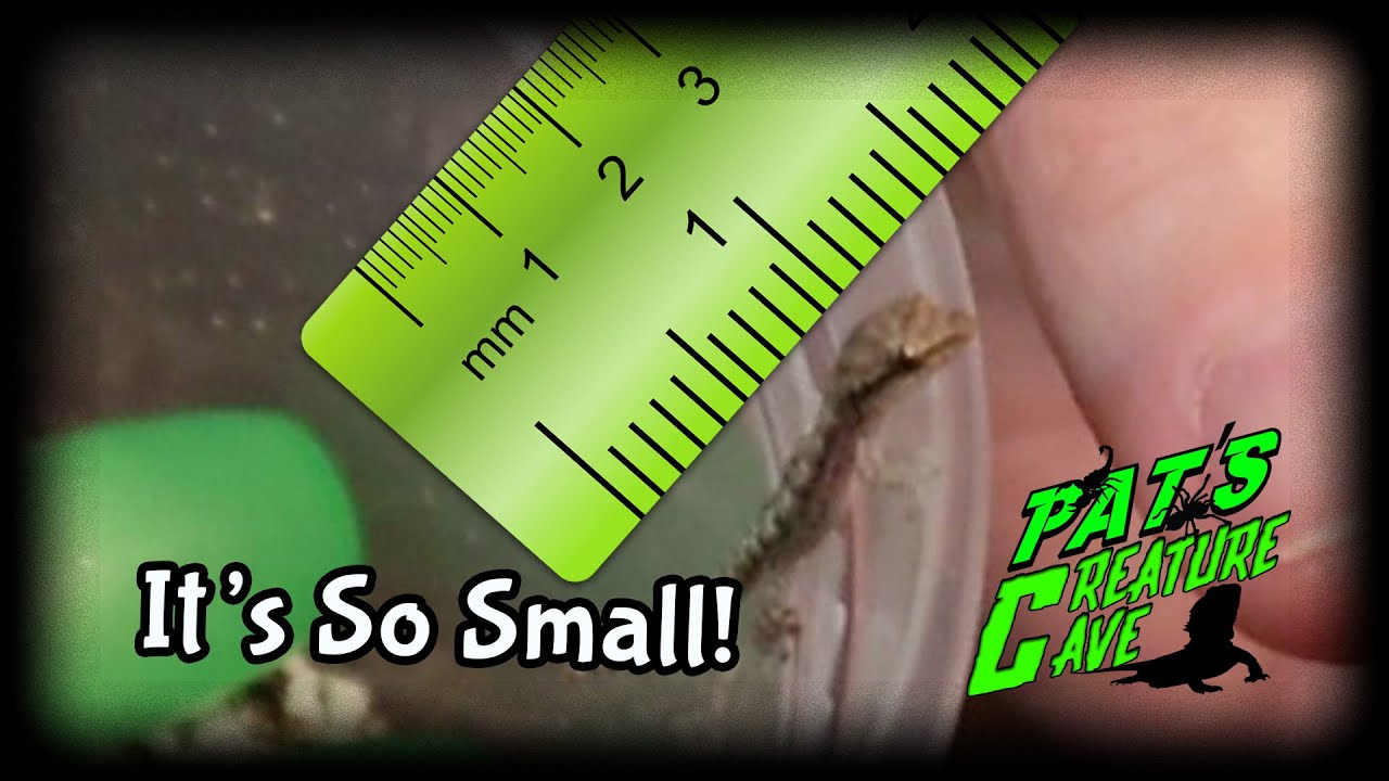 Tiny Mourning Gecko Egg hatched, How I keep hatchlings, Lepidodactylus lugubris