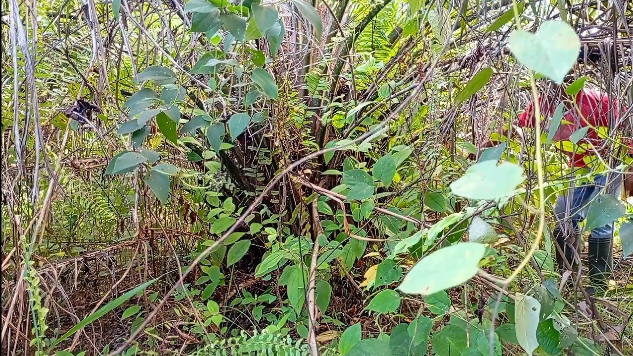 kawasan cocok jadi sarang hantu