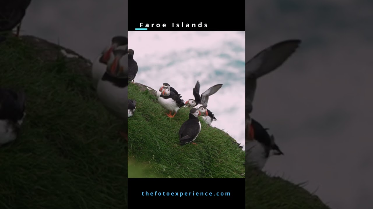 Join Us in Faroe Islands July 2023 with Puffins!