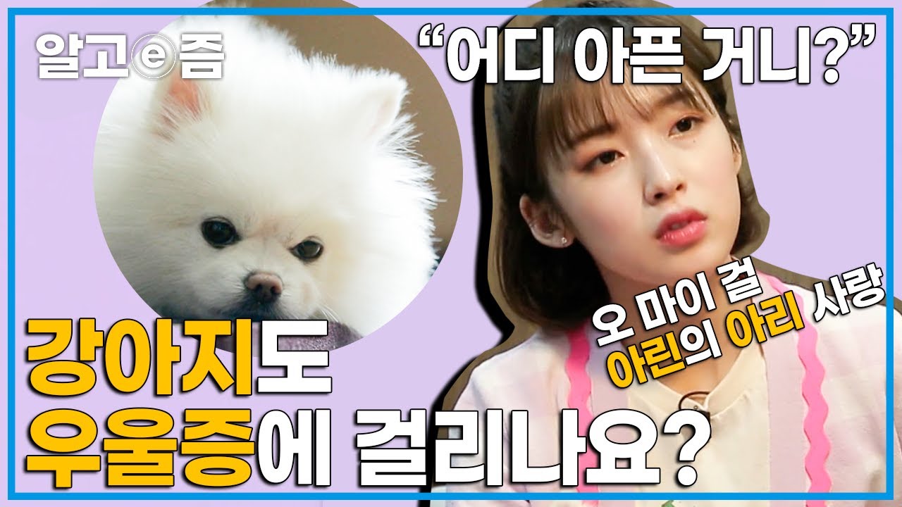 무기력한 반려견 알고 보니 호르몬 이상! 오마이걸 아린의 동생 아리의 상태를 살피는 설채현 훈련사 │세상에 나쁜 개는 없다 │ 알고e즘