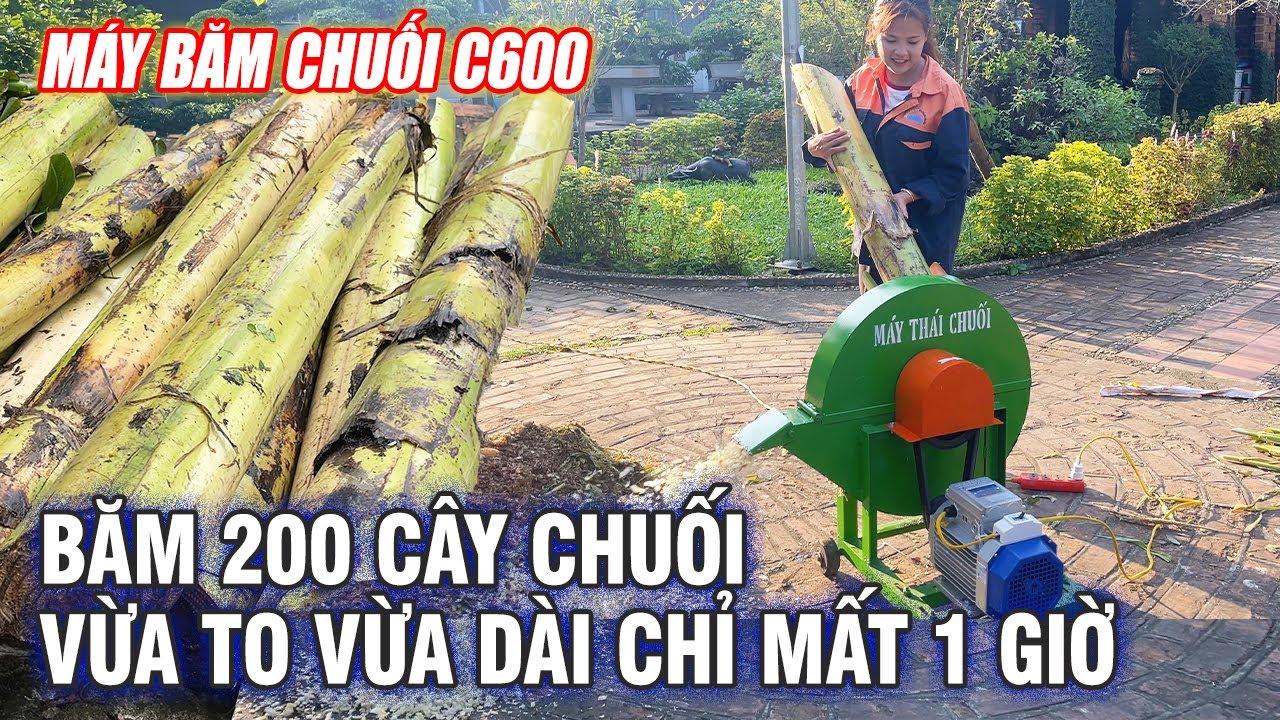 Máy Băm Chuối C600 Bình Quân Băm 200 Thân Cây Chuối Vừa To Vừa Dài Trong Một Giờ