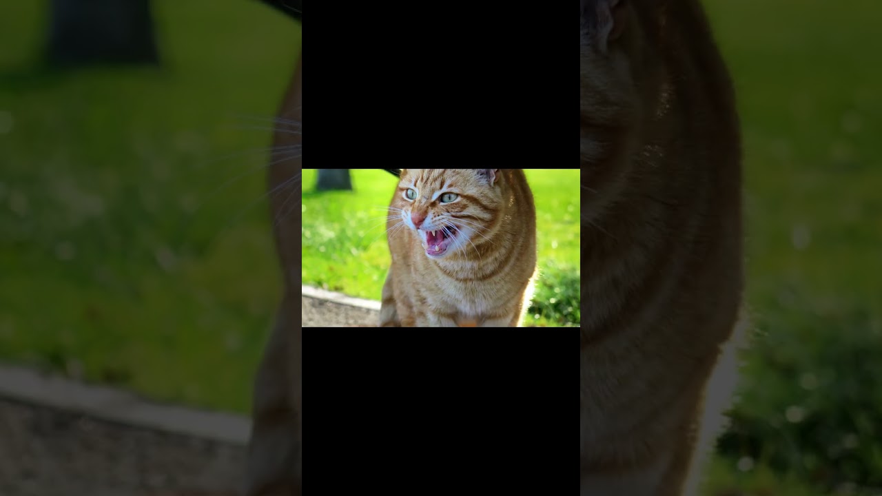 CToK || Effects of Kratom and Marijuana on Cats