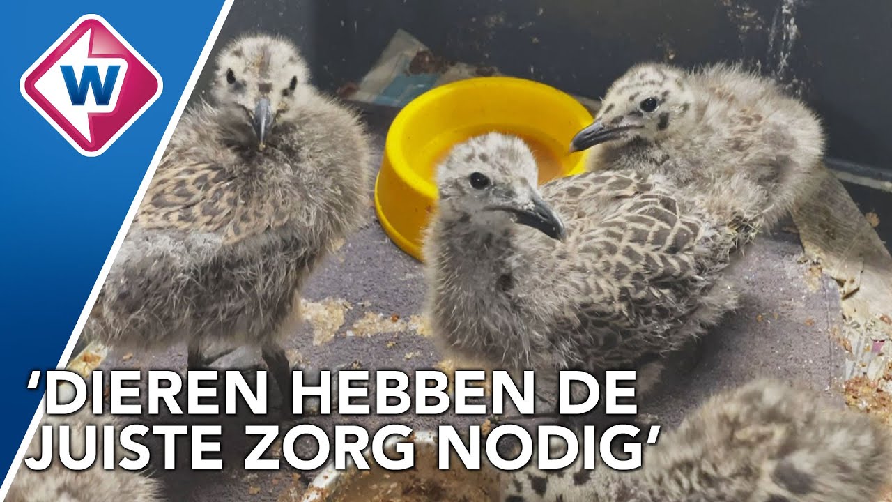 Brandstofprijzen hakken erin bij dierenambulance in Leiden - OMROEP WEST
