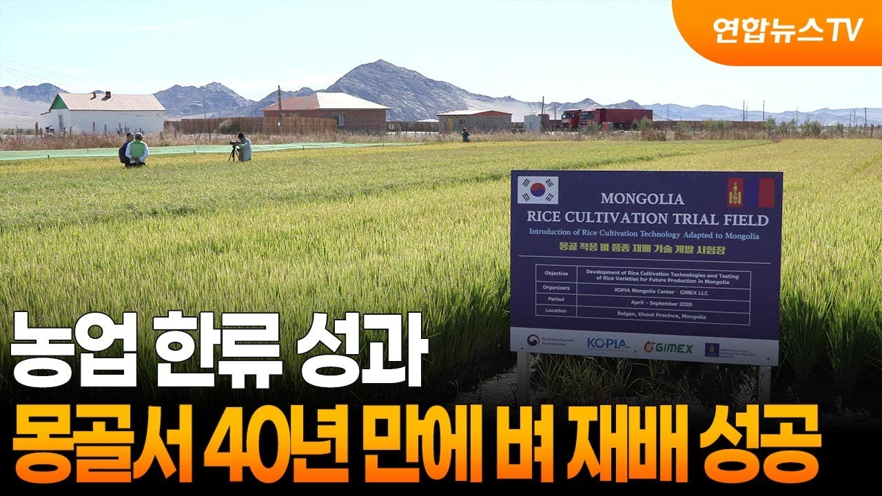 농업 한류 성과&hellip;몽골서 40년 만에 벼 재배 성공 / 연합뉴스TV (YonhapnewsTV)