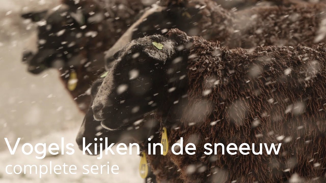 Winter 2026: vogels kijken in de sneeuw - complete serie