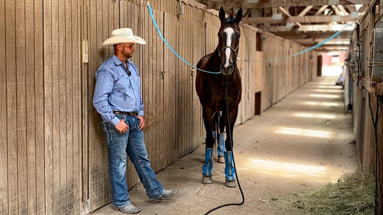 Anxious Horse needs help Calming down