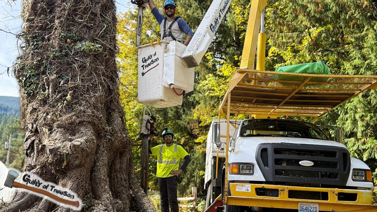Этот ГИГАНТСКИЙ клён всё ещё был РИСКОВАННЫМ ДЕРЕВОМ!! - Часть 2