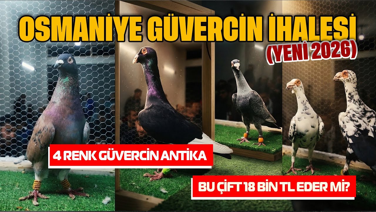 OSMANİYE GÜVERCİN İHALESİ (YENİ 2026) Barış Kepir