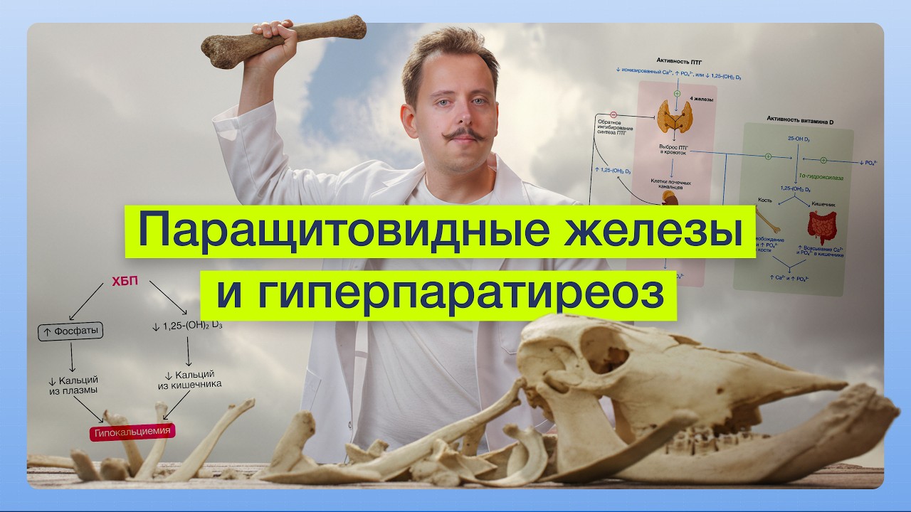 Паращитовидные железы I SYNAPSE I СИНАПС