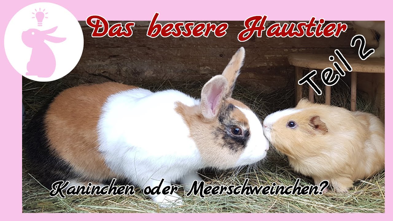 Kaninchen oder Meerschweinchen, wer ist das bessere Haustier für Dich und mich? Teil 2