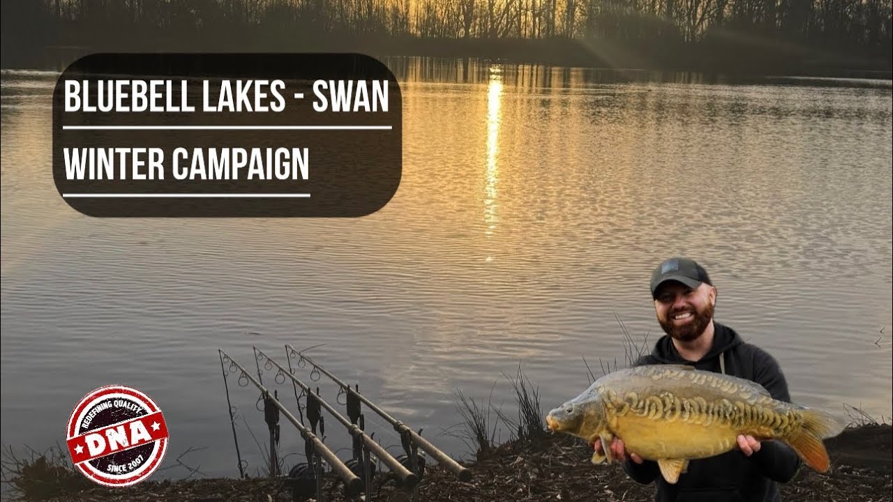 BLUEBELL LAKES || SWAN || MALLARD || WINTER CARP FISHING 2026