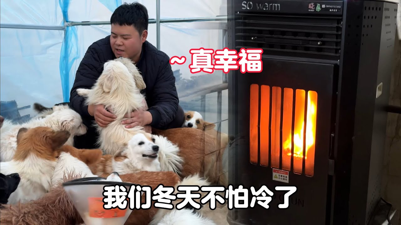 天氣持續降溫，粉絲阿姨給小院添置取暖設施，狗狗們真是太幸福了