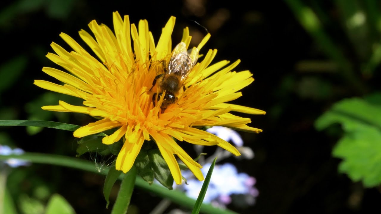 BETTER TIMES, MAYBE - STORIES FROM FORESTS AND MEADOWS (1)
