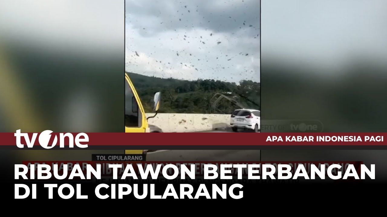 Merinding, Ribuan Tawon Beterbangan di Tol Cipularang | AKIP tvOne