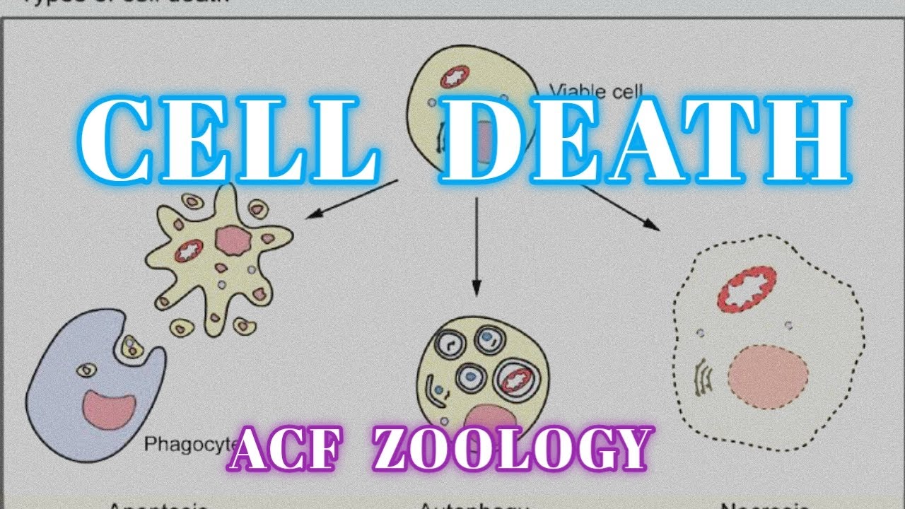 CELL DEATH | APOPTOSIS | NECROSIS | Acf Zoology | Zoology Classes | MSc | UPSC ZOOLOGY | Bsc | NEET