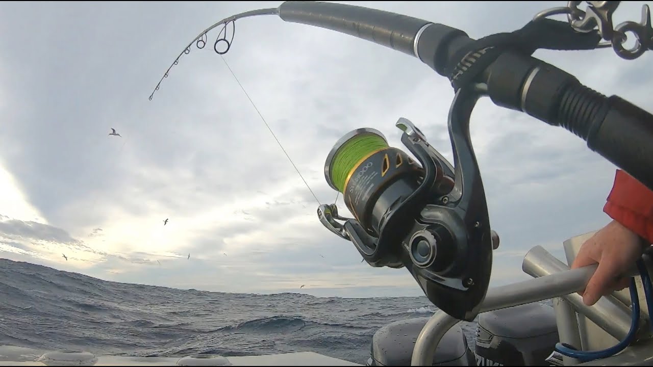 IFISHTV - Southern Blue Fin Tuna - Matching the Hatch