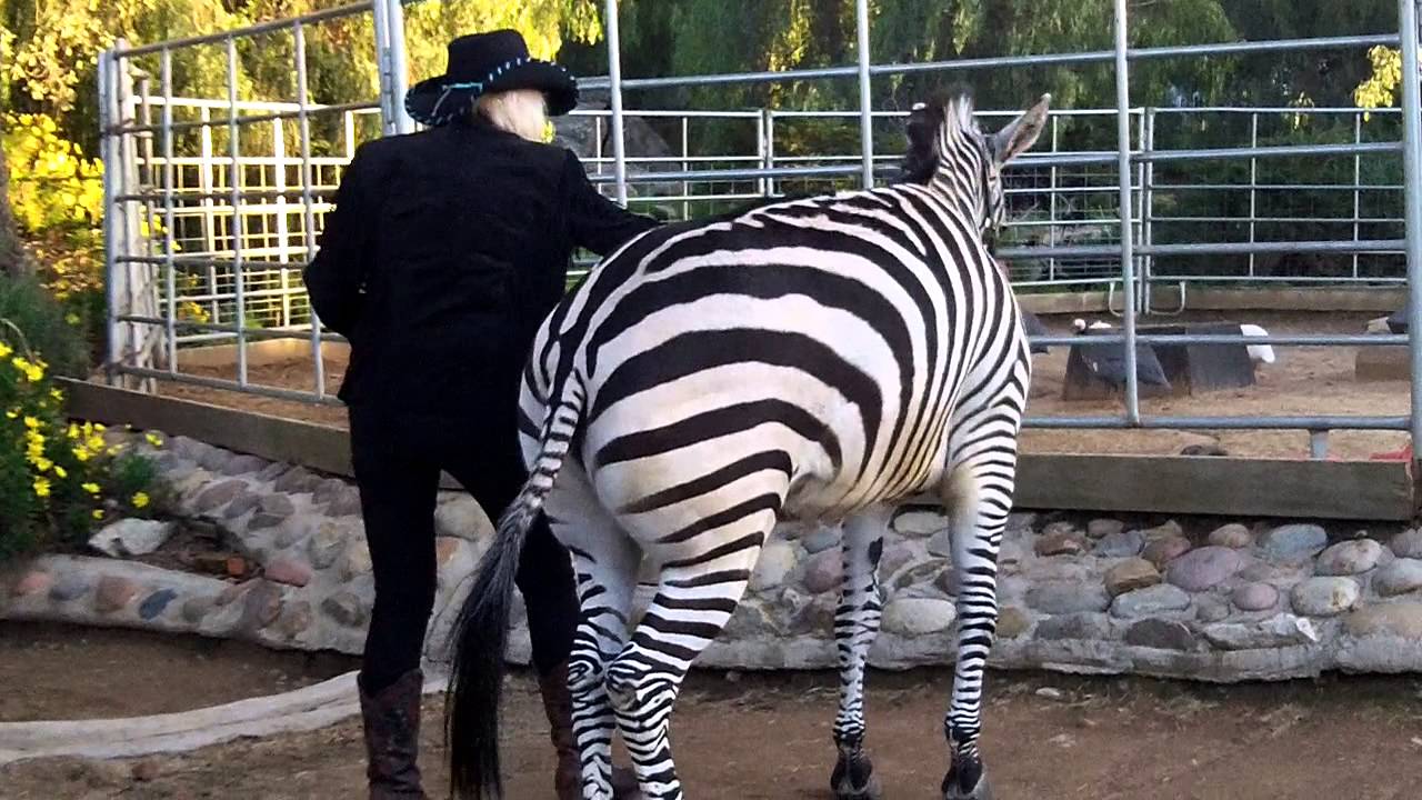 Nancy shows her Zebra walking before the treatment