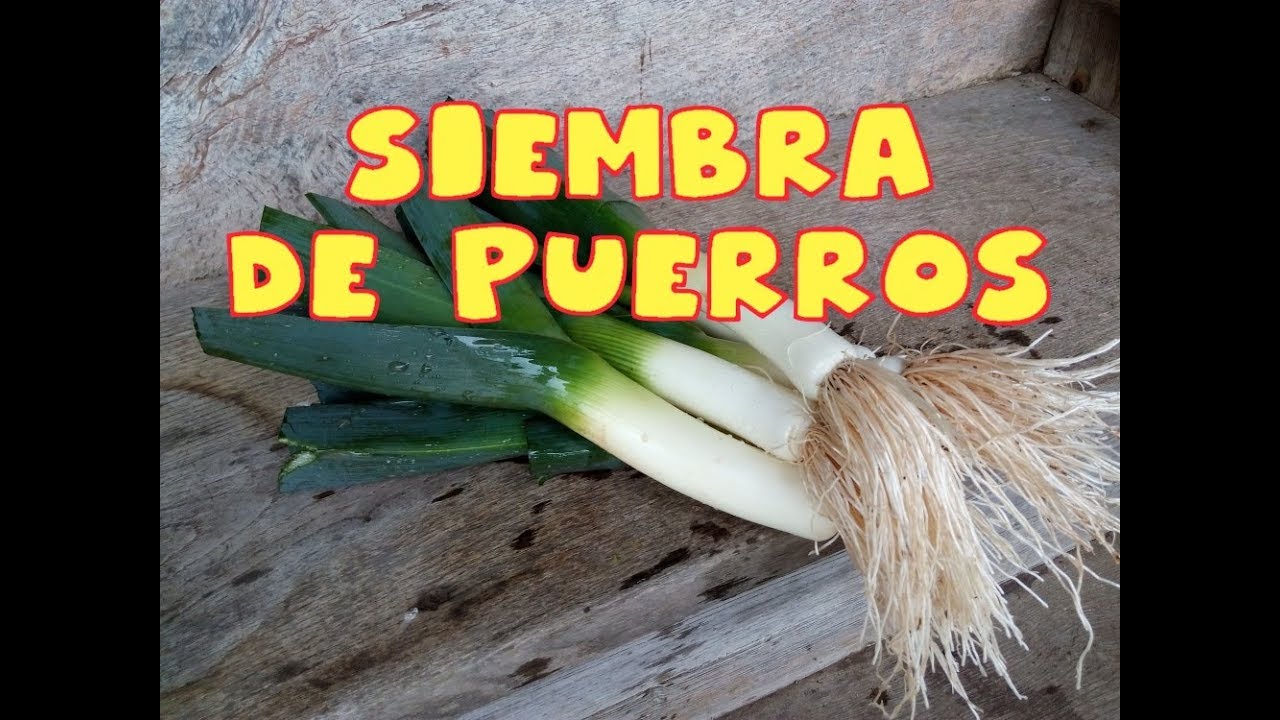 Como sembrar Puerros || Tu Huerto fácil || #cultivando