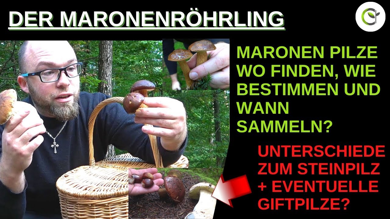 Maronenr&ouml;hrlinge erkennen, sammeln und genau bestimmen - Mit vielen Detailansichten und Vergleichen!