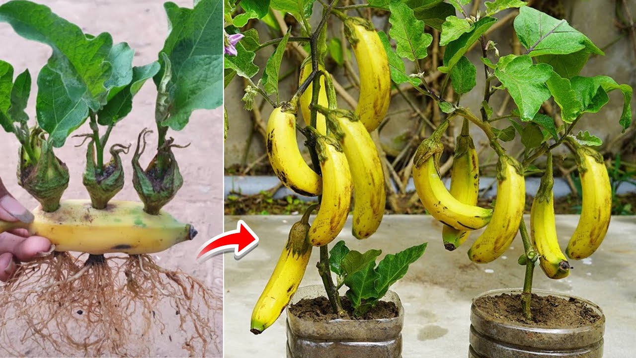 A new way to reproduce eggplant tree with ripe bananas to get fruit quickly