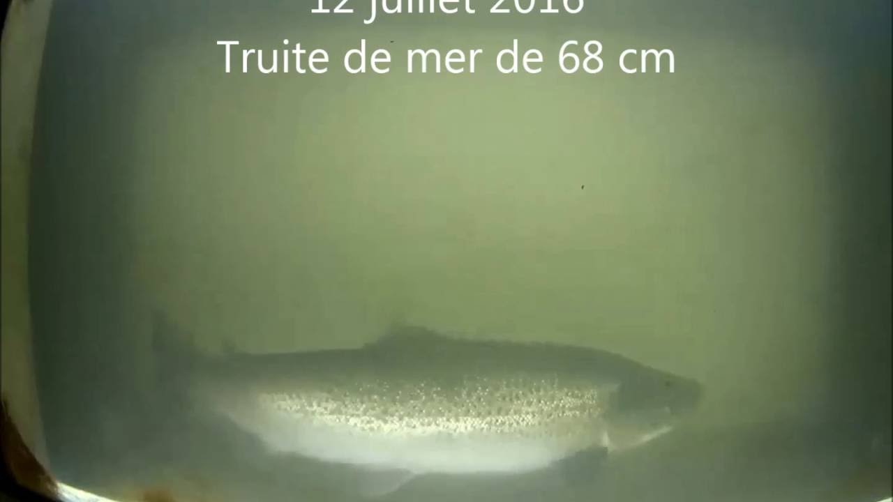 Passages de truites de mer au Riverwatcher de Mourlinghen (Liane)