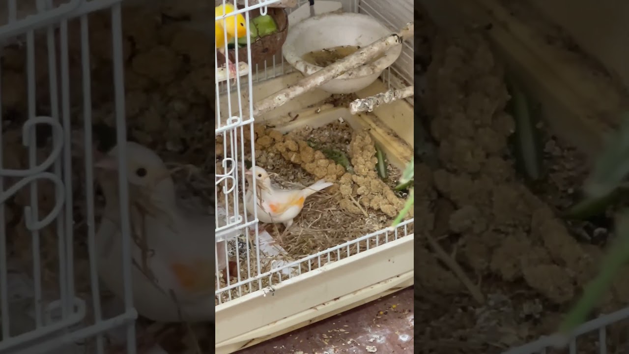 Dimorphic female canary during making a nest 🪺 for eggs 🪺 and babies.