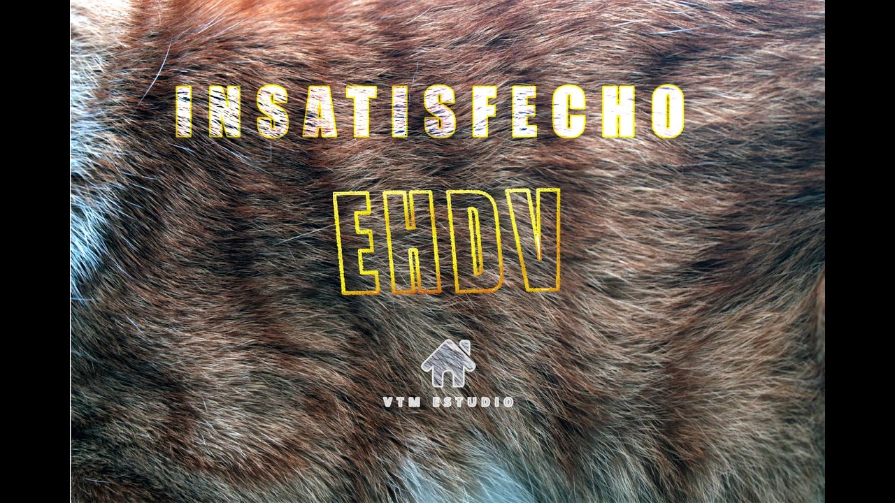EHDV - INSATISFECHO - VTM ESTUDIO