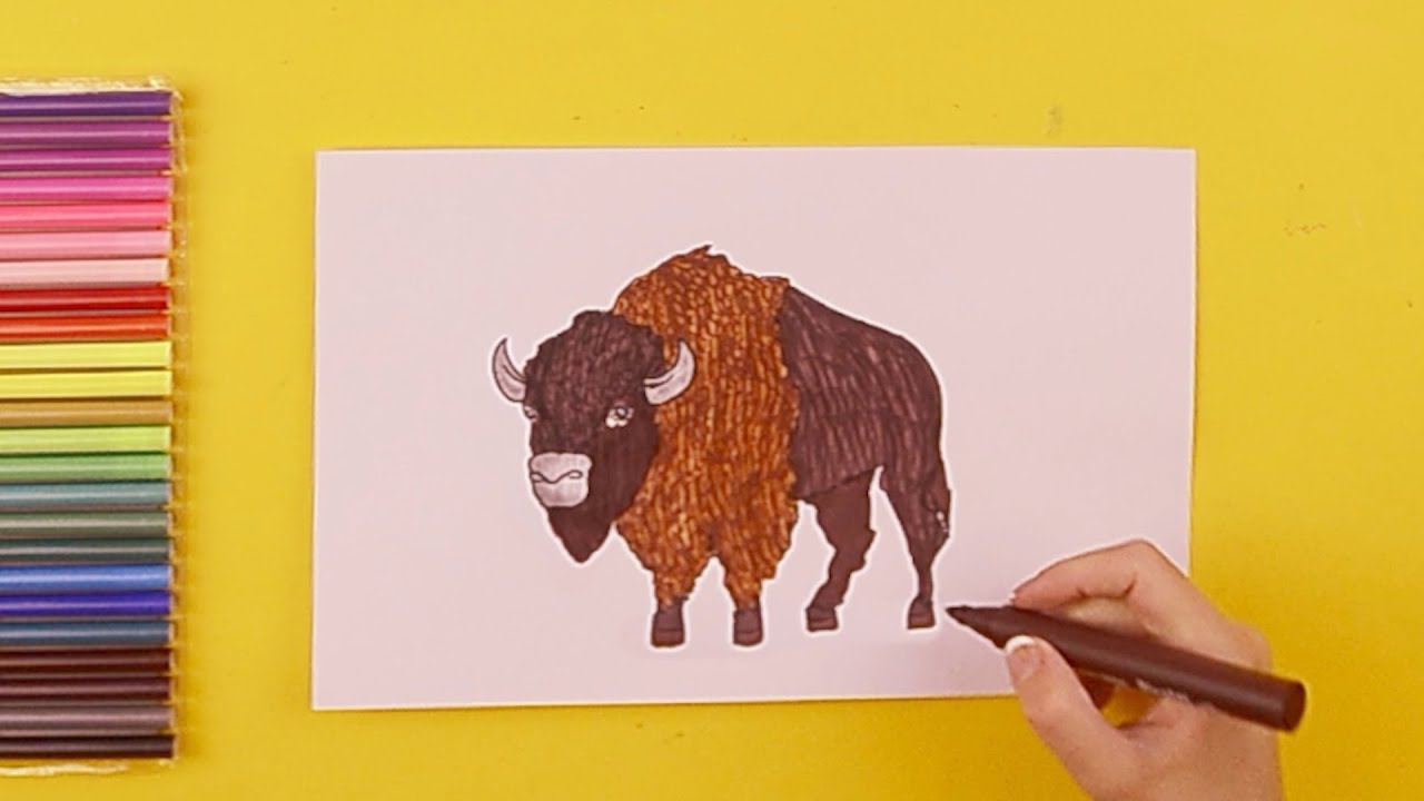 How to draw an American Bison